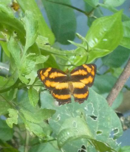 Symbrenthia lilaea